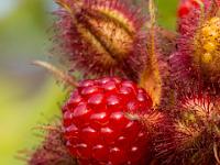 Frucht und Blüten der Japanischen Weinbeere